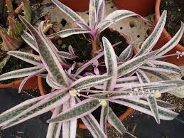 Attēlu rezultāti vaicājumam “Scardia boletella exuvia”