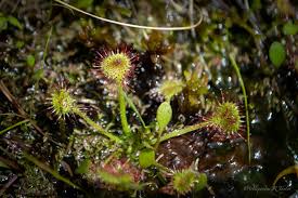 Attēlu rezultāti vaicājumam “Drosera rotundifolia fruit”