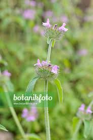 Attēlu rezultāti vaicājumam “Clinopodium vulgare fruit”