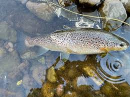 Image result for Bargoed Sea Anglers