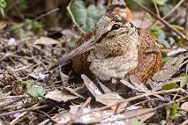 Attēlu rezultāti vaicājumam “Scolopax rusticola juvenile”