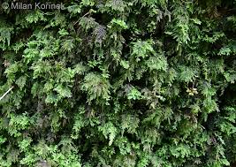 Attēlu rezultāti vaicājumam “Thamnobryum alopecurum”