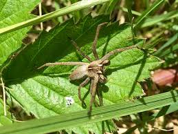 Attēlu rezultāti vaicājumam “Pisaura mirabilis female”