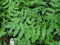 Attēlu rezultāti vaicājumam “Sium latifolium fruit”