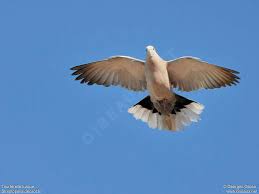 Attēlu rezultāti vaicājumam “Streptopelia decaocto adult”