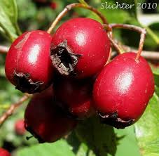 Attēlu rezultāti vaicājumam “Crataegus monogyna fruit”