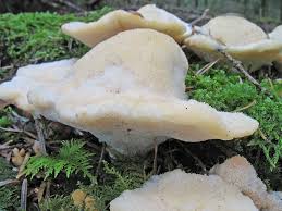 Attēlu rezultāti vaicājumam “Climacocystis borealis”