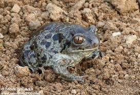 Attēlu rezultāti vaicājumam “Pelobates fuscus”