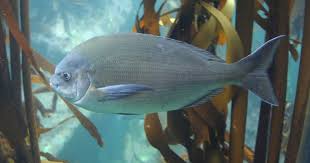 Image result for Pachymetopon grande