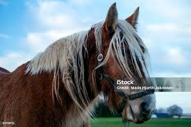 Attēlu rezultāti vaicājumam “Equus ferus caballus”