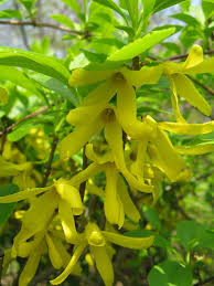 Attēlu rezultāti vaicājumam “Forsythia viridissima flower”