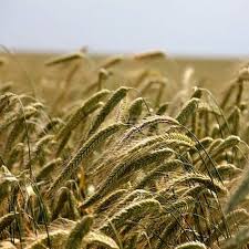 Image result for Secale cereale