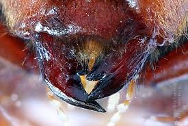 Attēlu rezultāti vaicājumam “Cimbex luteus”