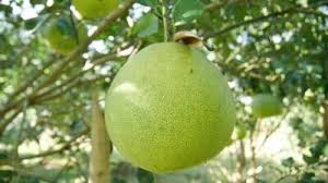 Attēlu rezultāti vaicājumam “Glyceria maxima fruit”