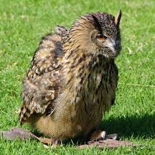 Attēlu rezultāti vaicājumam “Bubo bubo”