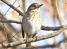 Image result for Catharus guttatus