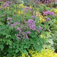 Attēlu rezultāti vaicājumam “Thalictrum aquilegifolium flower”