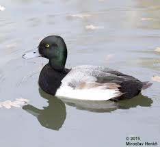 Image result for Aythya marila