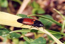 Attēlu rezultāti vaicājumam “Ampedus balteatus”