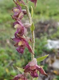 Attēlu rezultāti vaicājumam “Epipactis atrorubens fruit”
