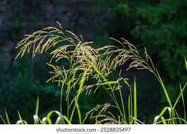 Attēlu rezultāti vaicājumam “Glyceria striata leaf”