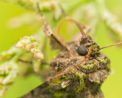 Attēlu rezultāti vaicājumam “Trachea atriplicis”