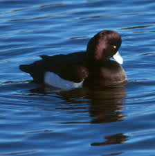 Attēlu rezultāti vaicājumam “Aythya fuligula”