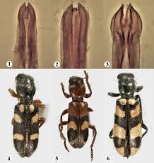 Attēlu rezultāti vaicājumam “Cleridae”