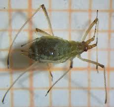 Attēlu rezultāti vaicājumam “Macrosiphoniella absinthii”