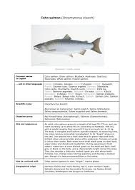 Image result for Oncorhynchus kisutch