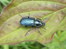 Attēlu rezultāti vaicājumam “Platycerus caraboides”