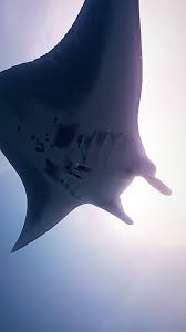 Image result for Mobula alfredi