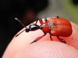 Attēlu rezultāti vaicājumam “Apoderus coryli”