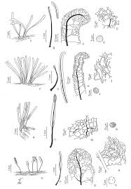Attēlu rezultāti vaicājumam “Stemonitopsis aequalis var. microspora”