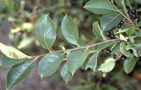 Attēlu rezultāti vaicājumam “Aronia melanocarpa bud”