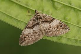 Attēlu rezultāti vaicājumam “Pareulype berberata”