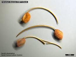 Attēlu rezultāti vaicājumam “Geranium dissectum fruit”