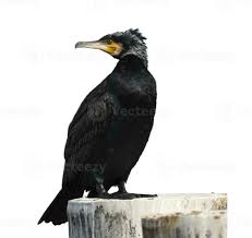 Attēlu rezultāti vaicājumam “Phalacrocorax carbo adult”