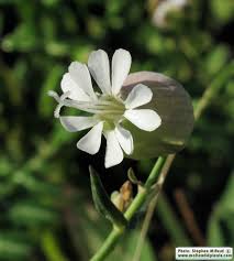 Attēlu rezultāti vaicājumam “Silene tatarica bud”