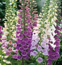 Attēlu rezultāti vaicājumam “Digitalis purpurea fruit”