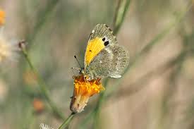 Attēlu rezultāti vaicājumam “Bayeriola thymicola”