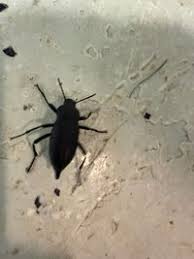 Attēlu rezultāti vaicājumam “Blaps mortisaga”