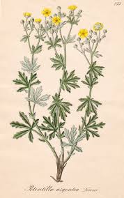 Image result for Potentilla argentea