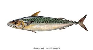Image result for Scomber scombrus