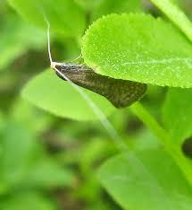 Attēlu rezultāti vaicājumam “Thecabius affinis imago”