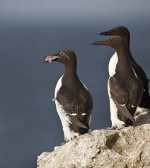 Image result for Uria aalge