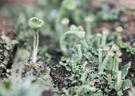 Attēlu rezultāti vaicājumam “Cladonia fimbriata”
