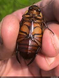 Attēlu rezultāti vaicājumam “Dytiscus dimidiatus”