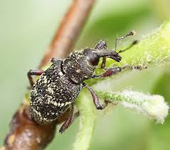 Attēlu rezultāti vaicājumam “Hylobius pinastri”