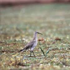 Image result for Numenius tenuirostris